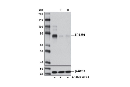 SignalSilence® ADAM9 siRNA I - 300 ul