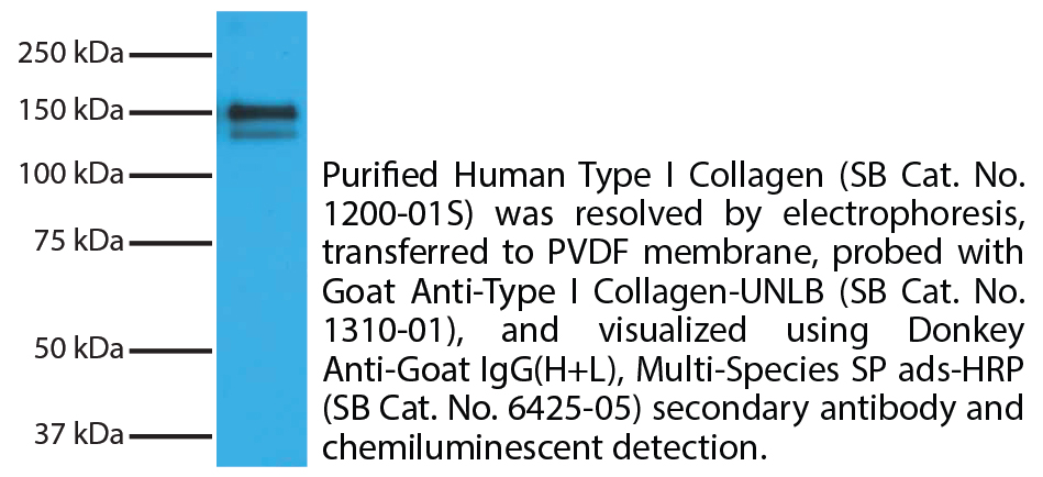 Human Type I Collagen-Solution - 0.5 mg