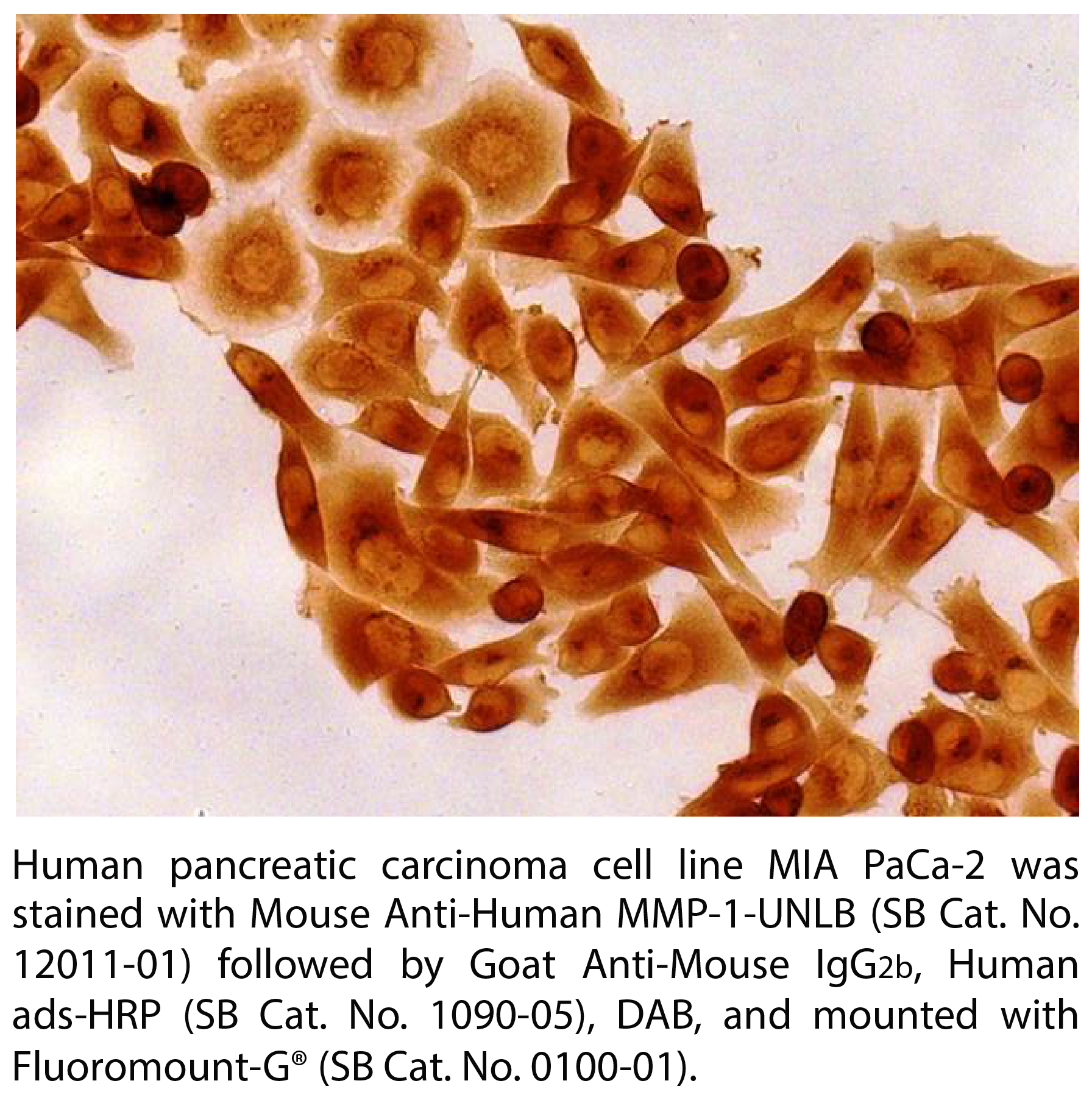 Mouse Anti-Human MMP-1-UNLB - 0.1 mg