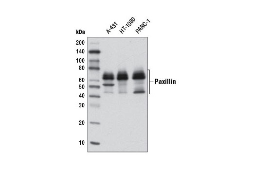 PhosphoPlus® Paxillin (Tyr118) Antibody Duet - 1 Kit