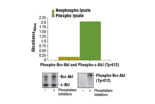 PathScan® Phospho-c-Abl (Tyr412) Sandwich ELISA Kit - 1 Kit