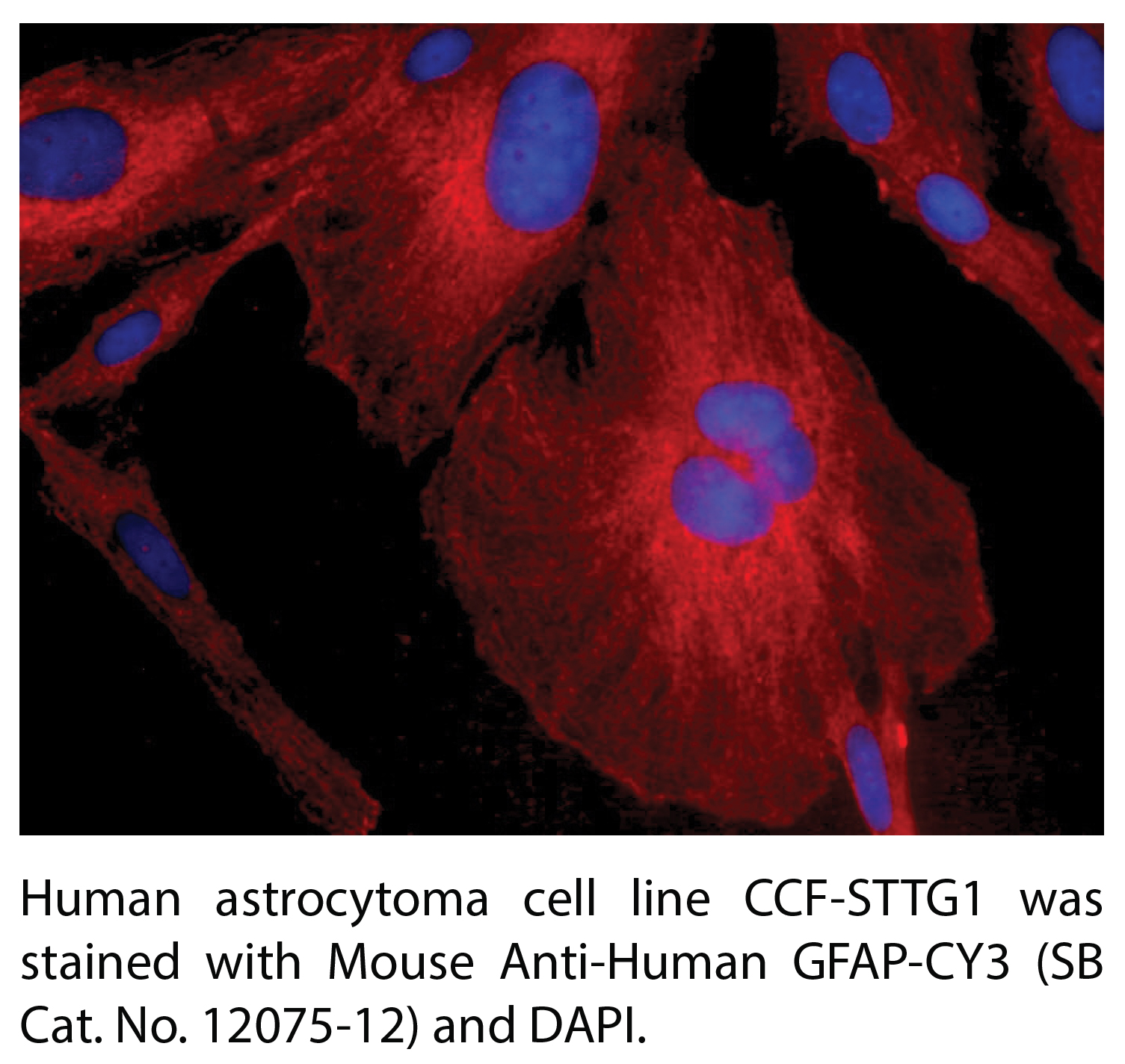 Mouse Anti-Human GFAP-CY3 - 0.5 mg