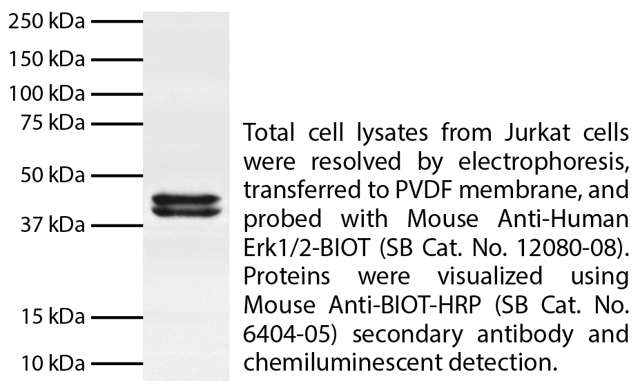 Mouse Anti-Human Erk1/2-UNLB - 0.5 mg