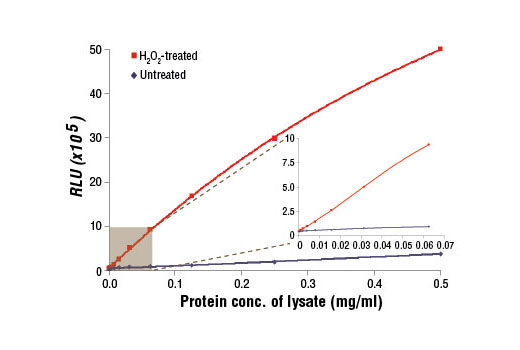 PathScan® Phospho-Acetyl-CoA Carboxylase (Ser79) Chemiluminescent Sandwich ELISA Kit - 1 Kit