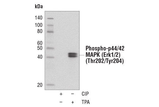 Protein A (HRP Conjugate) - 1 ml