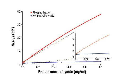 PathScan® Phospho-Ret (panTyr) Chemiluminescent Sandwich ELISA Kit - 1 Kit