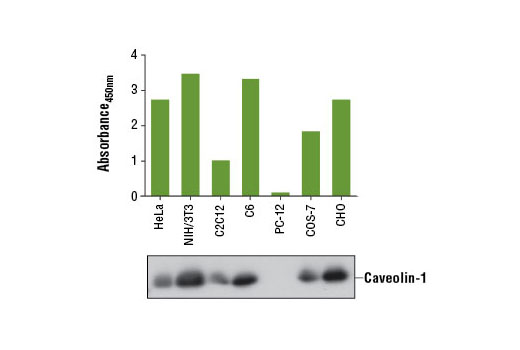 PathScan® Total Caveolin-1 Sandwich ELISA Kit - 1 Kit