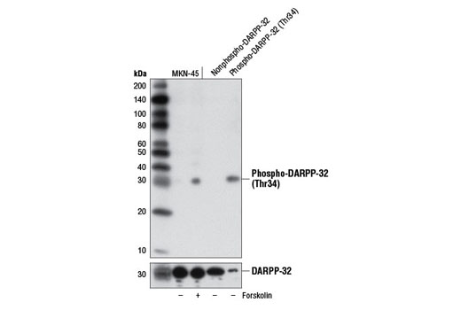 PhosphoPlus® DARPP-32 (Thr34) Antibody Duet - 1 Kit