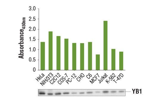 PathScan® Total YB1 Sandwich ELISA Kit - 1 Kit