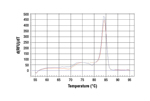 SimpleChIP® Human PMAIP1 Intron 1 Primers - 500 ul