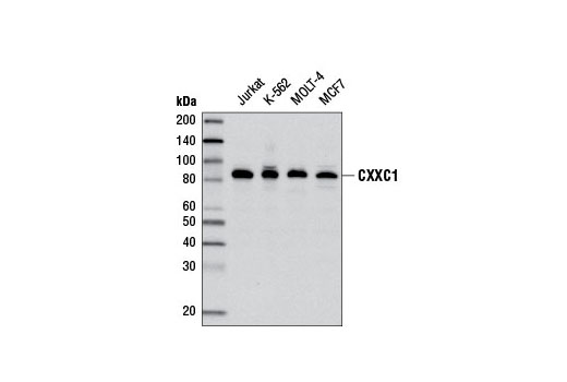 CXXC1 Antibody - 100 ul