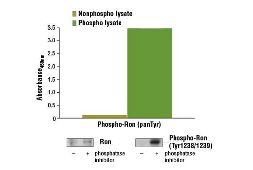 PathScan® Phospho-Ron (panTyr) Sandwich ELISA Kit - 1 Kit