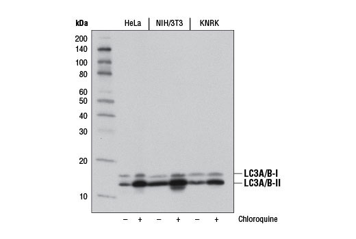 Autophagy Antibody Sampler Kit - 1 Kit