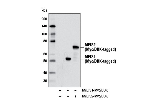 MEIS1/2 Antibody - 100 ul