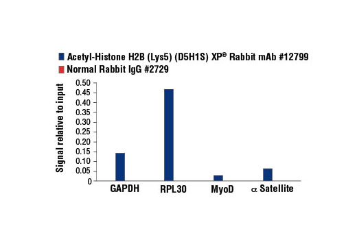 Acetyl-Histone Antibody Sampler Kit - 1 Kit