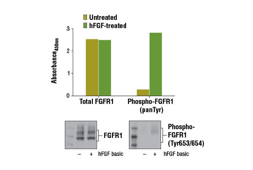 PathScan® Total FGF Receptor 1 Sandwich ELISA Kit - 1 Kit