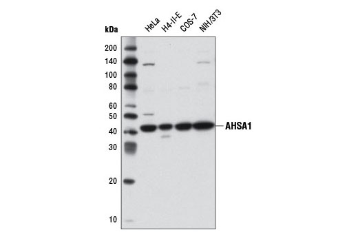 AHSA1 Antibody - 100 ul