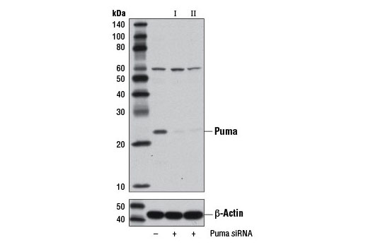 SignalSilence® Puma siRNA I - 300 ul