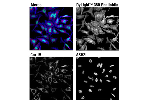 DyLight™ 350 Phalloidin - 300 units