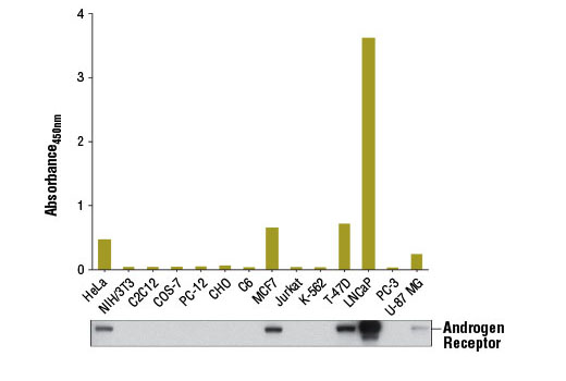 PathScan® Total Androgen Receptor Sandwich ELISA Kit - 1 Kit