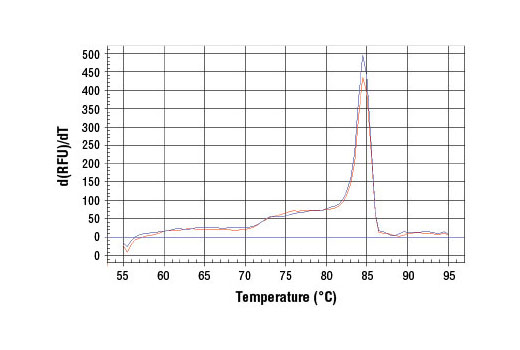 SimpleChIP® Human HSP90β Promoter Primers - 500 ul