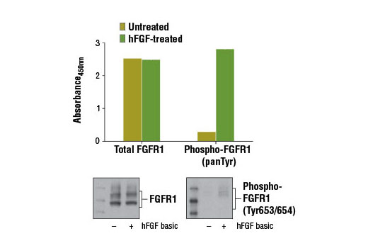 PathScan® Phospho-FGF Receptor 1 (panTyr) Sandwich ELISA Kit - 1 Kit