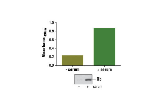 PathScan® Total Rb Sandwich ELISA Kit - 1 Kit