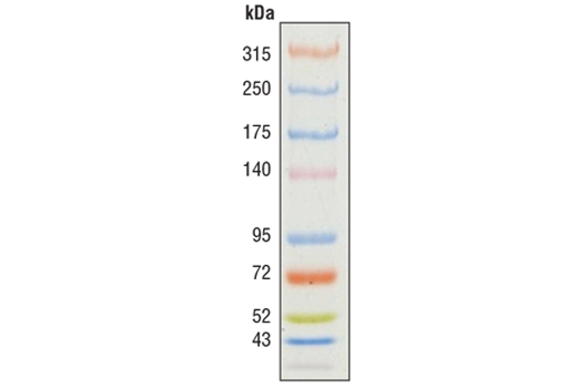 Color-coded Prestained Protein Marker, High Range (43-315 kDa) - 25 ul