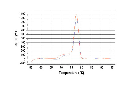 SimpleChIP® Human Tyrosinase Promoter Primers - 500 ul