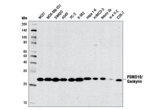 PSMD10/Gankyrin Antibody - 100 ul