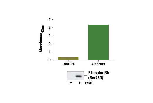 PathScan® Phospho-Rb (Ser780) Sandwich ELISA Kit - 1 Kit