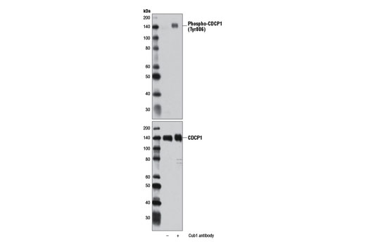 Phospho-CDCP1 (Tyr806) Antibody - 100 ul