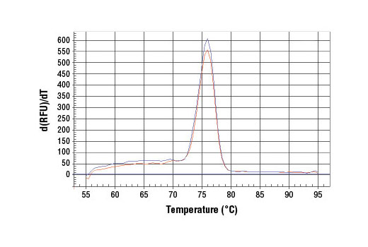 SimpleChIP® Human IFN-γ Promoter Primers - 500 ul