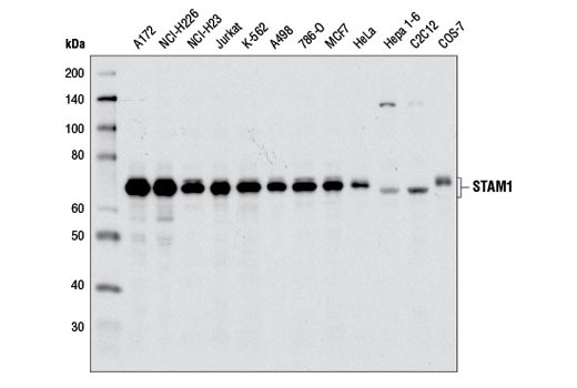 STAM1 Antibody - 100 ul