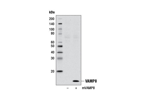 VAMP8 Antibody - 100 ul