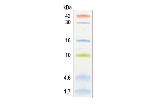 Color-coded Prestained Protein Marker, Low Range (1.7-42 kDa) - 25 ul