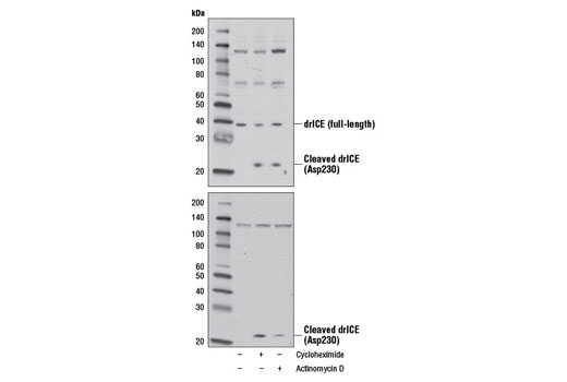 Drosophila ICE (drICE) Antibody - 100 ul