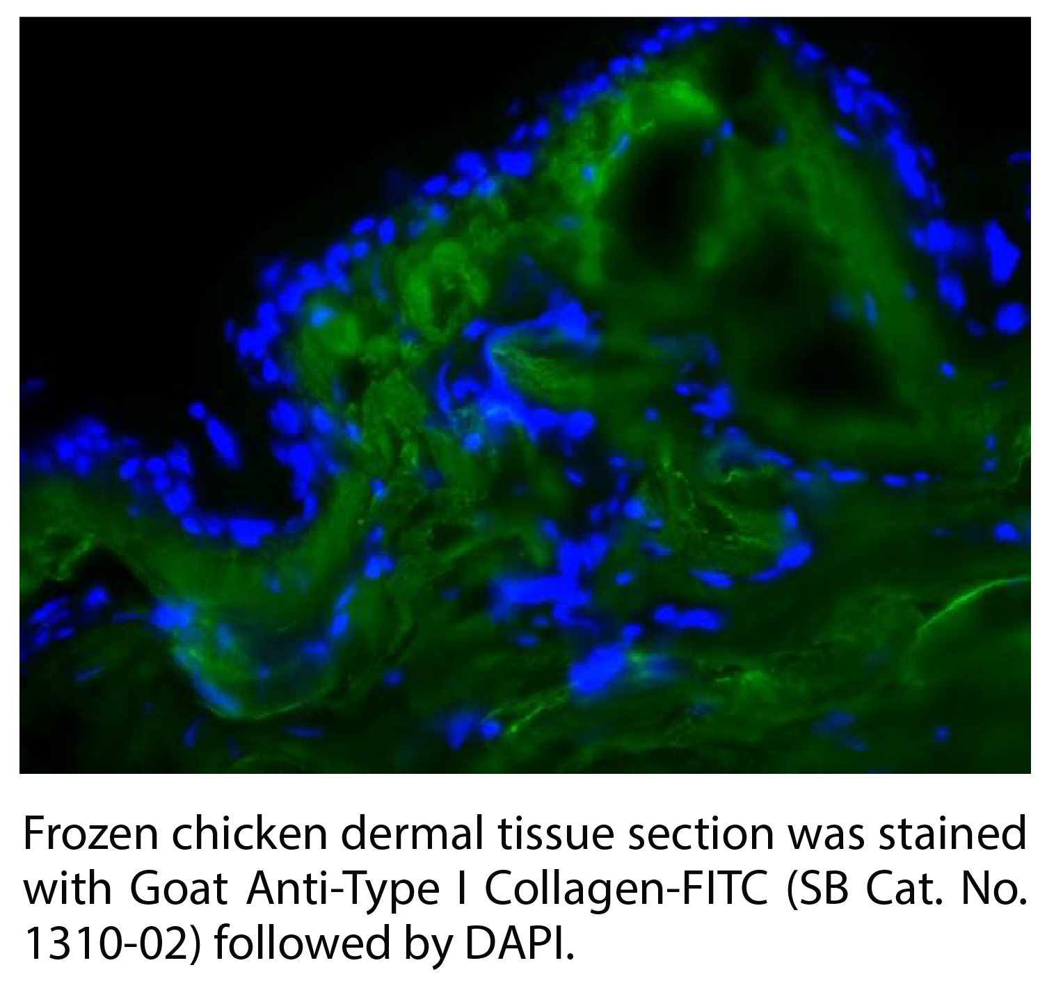 Goat Anti-Type I Collagen-FITC - 0.2 mg