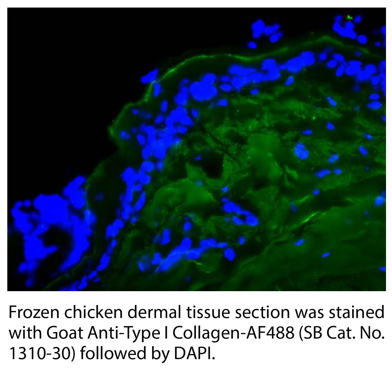 Goat Anti-Type I Collagen-AF488 - 0.2 mg