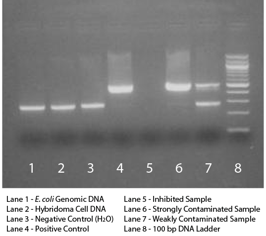 Mycoplasma Detection Kit - 50 Reactions