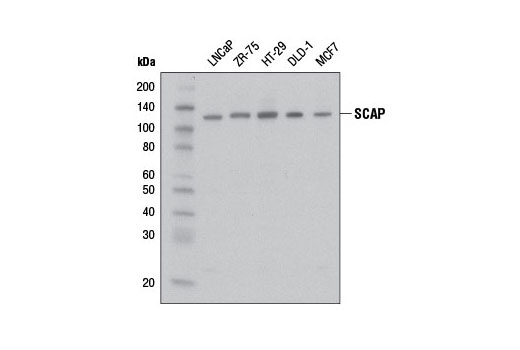 SCAP Antibody - 100 ul