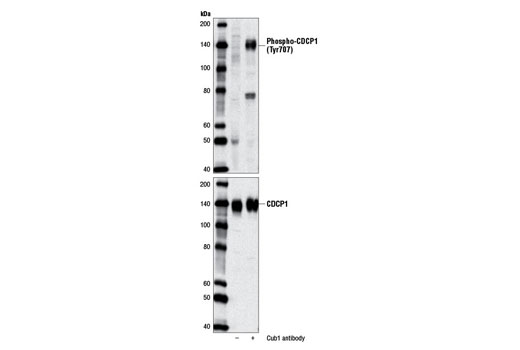 Phospho-CDCP1 (Tyr707) Antibody - 100 ul