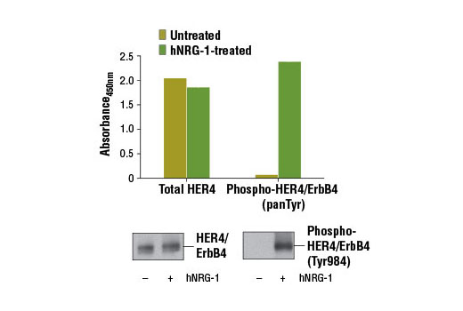 PathScan® Phospho-HER4/ErbB4 (panTyr) Sandwich ELISA Kit - 1 Kit