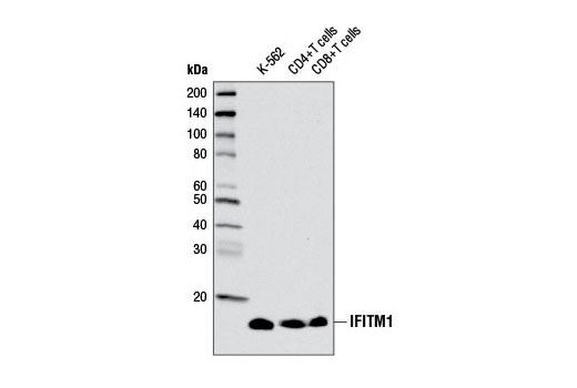 IFITM1 Antibody - 100 ul