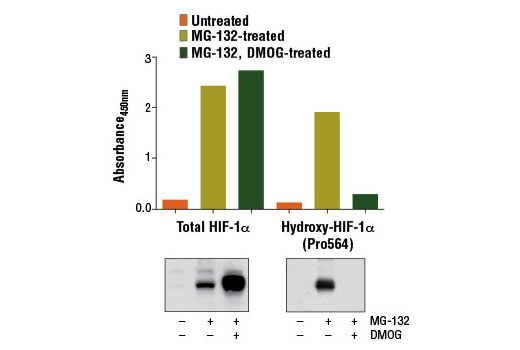 PathScan® Total HIF-1α Sandwich ELISA Kit - 1 Kit