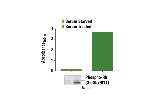 PathScan® Phospho-Rb (Ser807/811) Sandwich ELISA Kit - 1 Kit