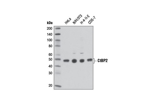 CtBP2 Antibody - 100 ul