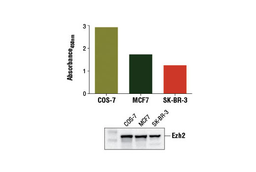 PathScan® Total Ezh2 Sandwich ELISA Kit - 1 Kit