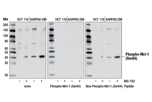 Phospho-Mcl-1 (Ser64) Antibody - 100 ul