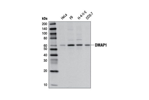 DMAP1 Antibody - 100 ul